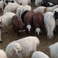 بره افشاری