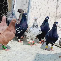 کبوتر پرشی
