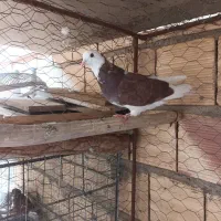 کبوتر