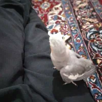 عروس هلندی