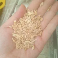 گندم دامی