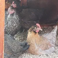 فروش مرغ و خروس نژاد گلپایگان ممتاز با کلبه چوبی