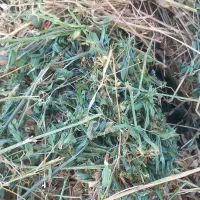 پرس یونجه