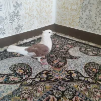دوکت خال سیاه