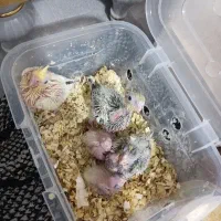 جوجه سرلاکی عروس هلندی