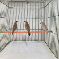فنچ آلوچه ای