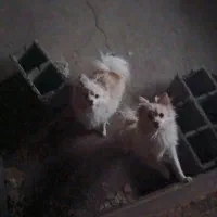 گمشده