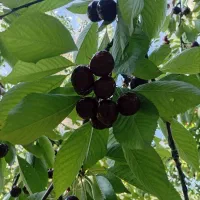 گیلاس تکدانه
