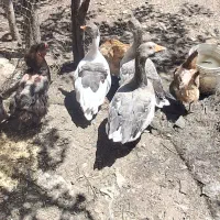 سه عدد غاز و چهار عدد مرغ فروشی‌