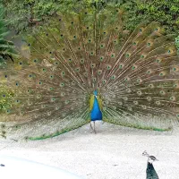 فروش طاووس هندی و مصری