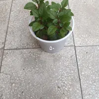 گل سینگونیوم و رویال