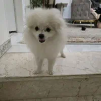 سگ پامرین روباهی پنج ماه نر