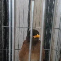 مرغ مینا