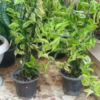 گل سنگ ،سانسوریا برگ انجیری