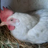 مرغ تخمگذار