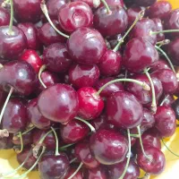 گیلاس  آلبالو