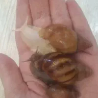 حلزون آچاتینا