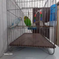 مرغ عشق|پرنده|زنجان, |دیوار