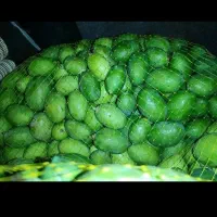 انبه محلی بدون هسته مخصوص ترشی