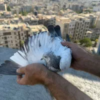 کبوتر پرشی کبکی گرفتنی برج
