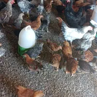جوجه مرغ وخروس سه ماهه
