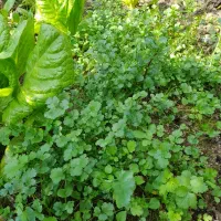 انواع سبزیجات محلی