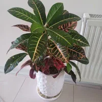 گل  سالم معاوضه با هر گلی