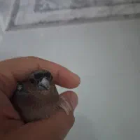 سهره خمسه