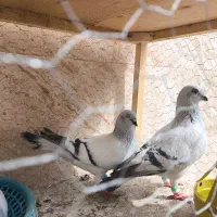 کفتر شامی جفت با جوجه