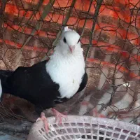کبوتر ماده کله سفید