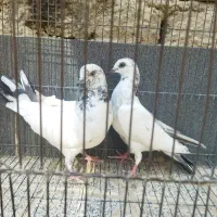 کبوتر پرشی کله دمسبز