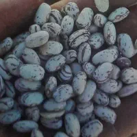 لوبیاچیتی خوشپخت