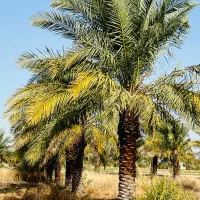 و اینبار نخل های زیبای ما هدیه ای زیبا به شما