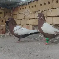 نروماده سینه سرخ