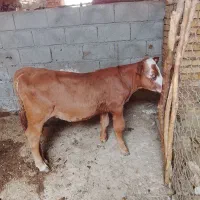 گوساله ماده بهترین جنس