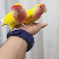 جوجه قناری فول دستی