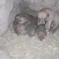 توله پیتبول