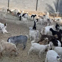 کهره ماده فروشی