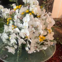 گلدان ارکیده بسیار بزرگ با حدود ۲۰۰ عدد گل ارکیده