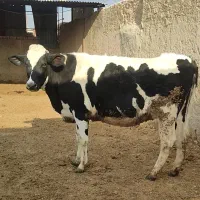 ‌گاو گوشتی