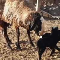 dseeie گوسفند شــ.ـال بره ارسـ.ــالی قوچ
