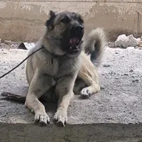 سگ سرابی