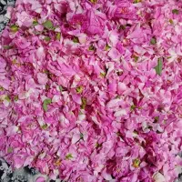 گل محمدی