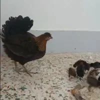 مرغ و خروس تخمدار با جوجه