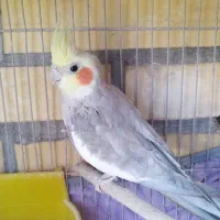 عروس هلندی (اهویی)