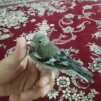 جوجه سهره