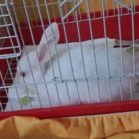 خرگوش