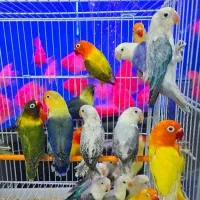 طوطی برزیلی جوجه کوتوله