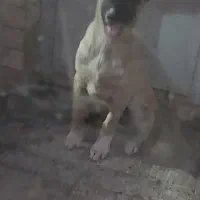 توله سگ سرابی اصیل