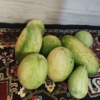 هندوانه دیم